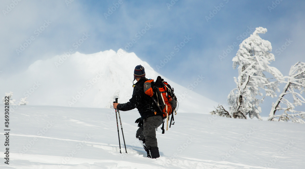 A snow hiker on snow shoes traversing a meadow with Mt Hood looming in the background, Oregon A snow hiker on snow shoes traversing a meadow with Mt Hood looming in the background, Oregon