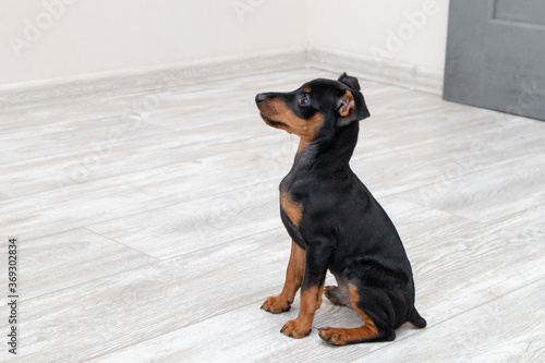 Brown miniature pinscher puppy sitting on a wooden floor at home. Home decorautic small breed of dog