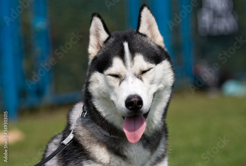  Portrait of male siberian husky closeup