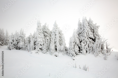A group of snow covered fir trees near Timberline Lodge on the slopes of Mt Hood, Oregon