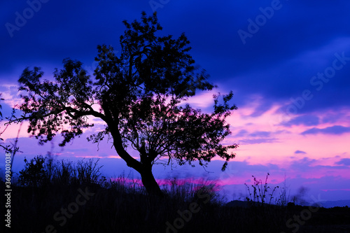 Little tree silhouette against the clouds during the twilight after the sunset
