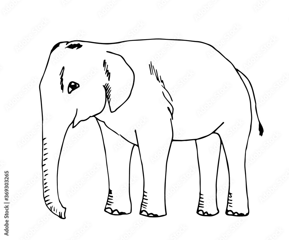 Fototapeta premium Hand-drawn simple vector illustration in black outline. Big elephant in full growth side view. Wild animal, jungle, safari, zoo, nature. Sketch in ink.