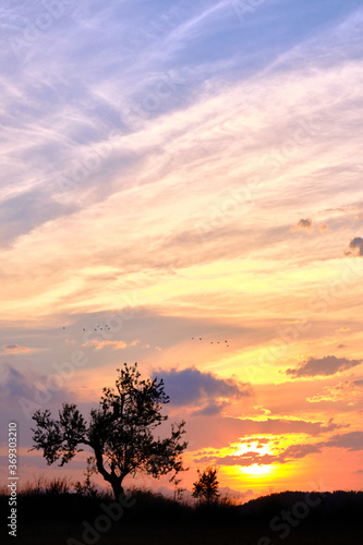 Sunset idyllic view of a tree and a cloudy sky © Julian