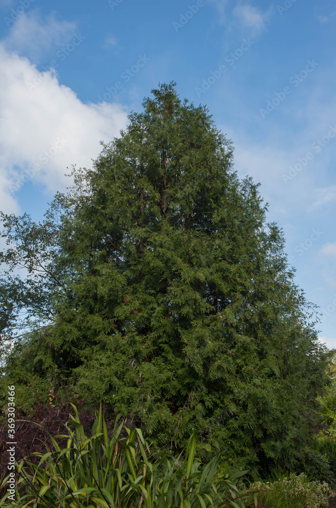 Green Foliage of a Variegated Evergreen Conifer Hiba Tree (Thujopsis dolabrata 'Variegata') in a Garden in Rural Devon, England, UK Green Foliage of a Variegated Evergreen Conifer Hiba Tree (Thujopsis dolabrata 'Variegata') in a Garden in Rural Devon, England, UK