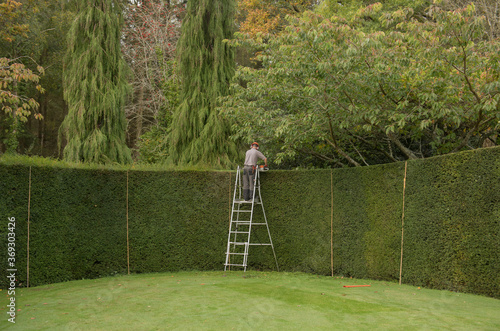 Papier peint Male Gardener up a Step Ladder Cutting the Top of a Yew Hedge (Taxus bacatta) in