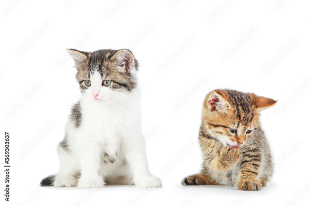 Beautiful kittens isolated on white background