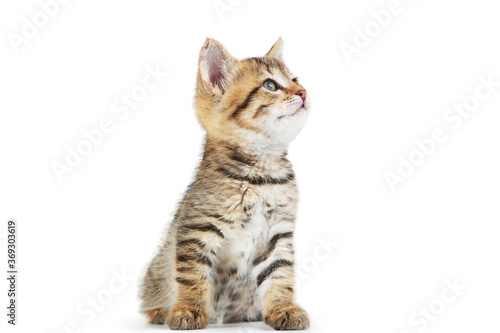 Beautiful kitten isolated on white background