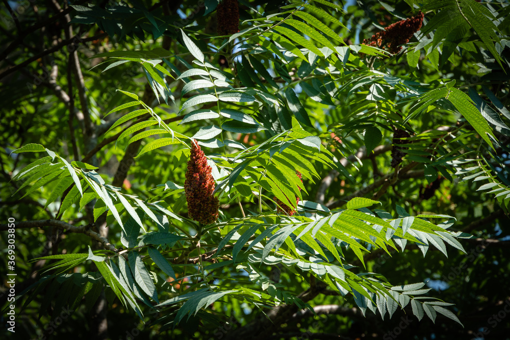 Fototapeta premium Rhus typhina (Staghorn sumac, Anacardiaceae) tree. Close-up. Young green flexible leaves and red candles with seeds on background of green leaves. Fresh wallpaper nature concept. Place for your text.