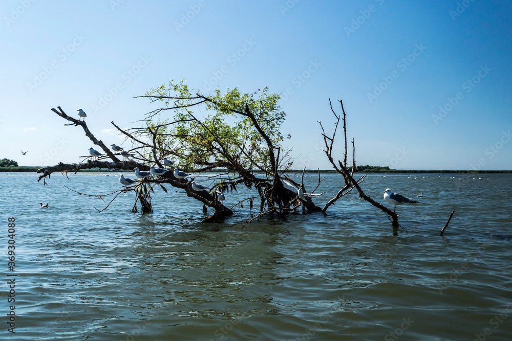 The Danube Delta, the second largest river delta in Europe. Romania. The Danube Delta, the second largest river delta in Europe. Romania.