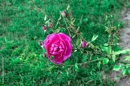 Pink Rose flower with raindrops on background pink roses flowers. Nature.