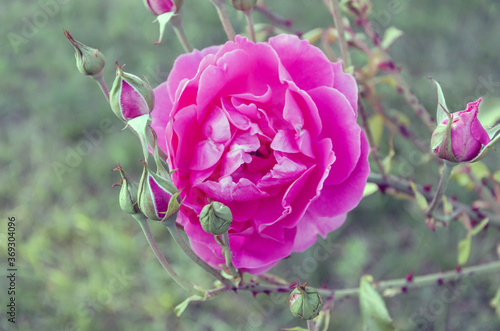 Pink Rose flower with raindrops on background pink roses flowers. Nature.