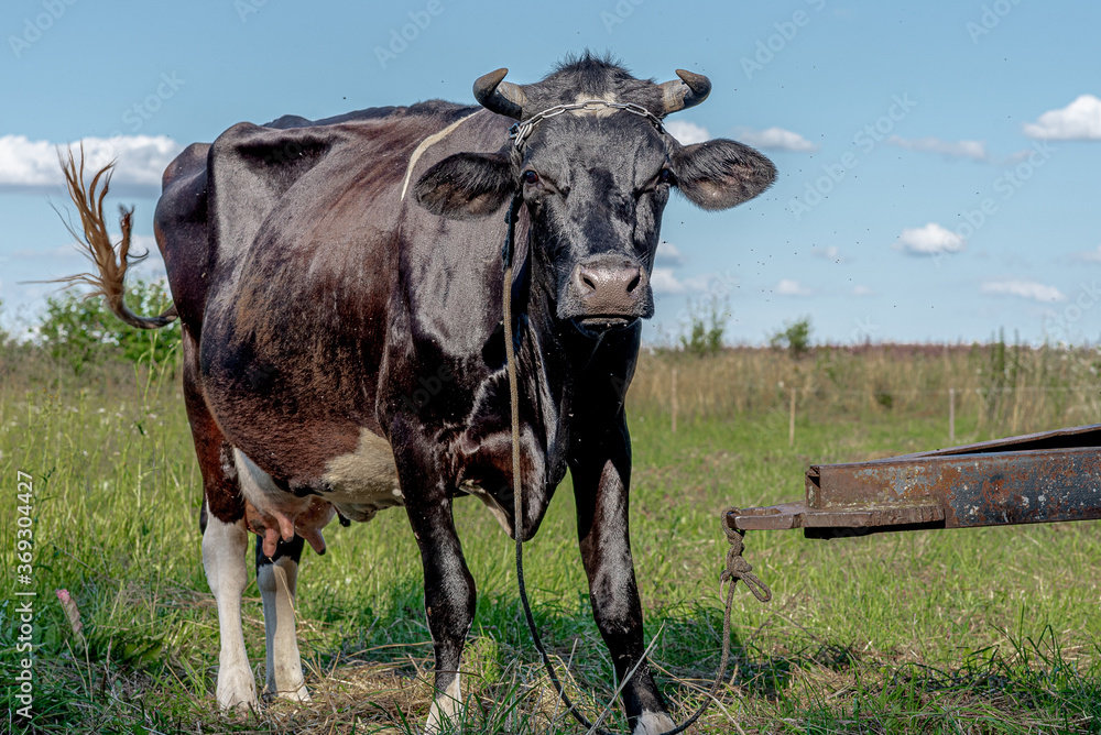 Cow photoshoot in the fields Cow photoshoot in the fields