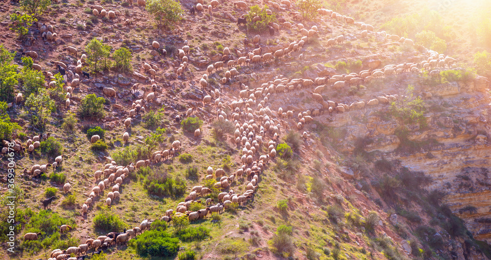 Herd of sheep grazing on a hill
