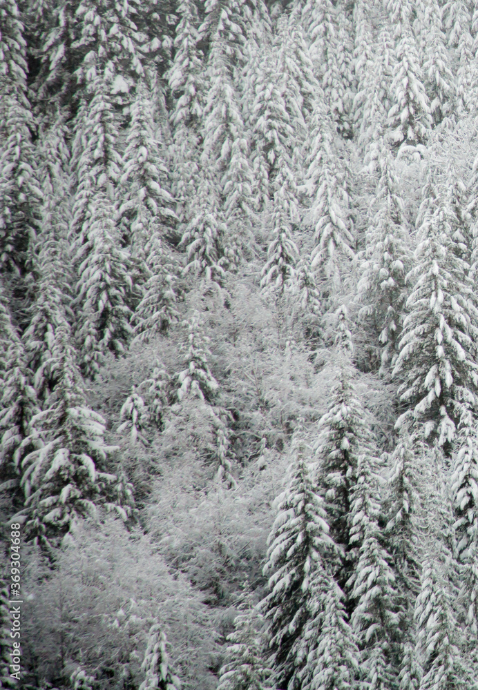 Fir tree forest near Mt Hood covered with snow after a recent storm. Fir tree forest near Mt Hood covered with snow after a recent storm.