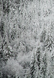 Fir tree forest near Mt Hood covered with snow after a recent storm.