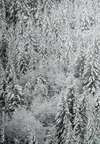 Fir tree forest near Mt Hood covered with snow after a recent storm.