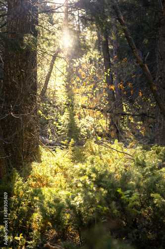 sun rays in the forest © Colleen