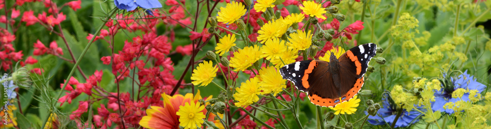 Fototapeta premium Schmetterling 719