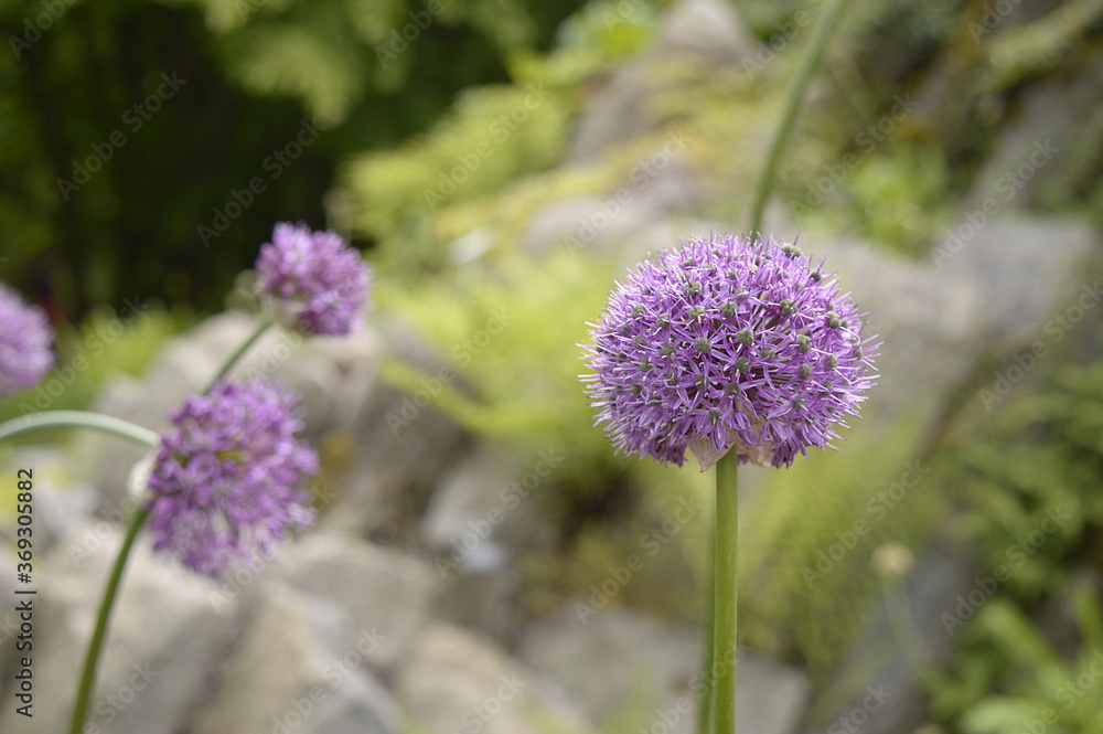 Closeup Allium altissimum known as decorative garlic with blurred background in garden Closeup Allium altissimum known as decorative garlic with blurred background in garden