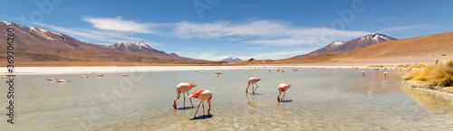 Pink flamingos at Hedionda Lagoon, in Bolivia photo