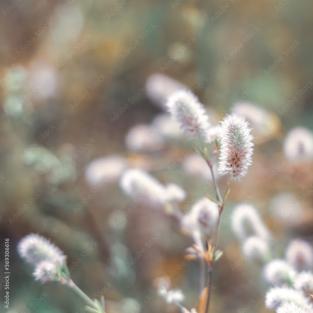 Soft little wildflowers closeup, abstract floral background, soft focus, beautiful fresh meadow, background little flowers, soft light background Soft little wildflowers closeup, abstract floral background, soft focus, beautiful fresh meadow, background little flowers, soft light background