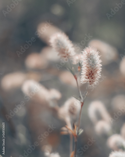 Closeup of fresh little wildflowers, abstract floral background, soft focus, vintage background little flowers, soft light background