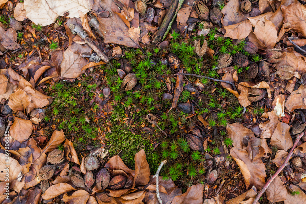 In spring, young sprouts sprout through brown foliage on the forest floor undergrowth natural moss green acorn life cycle biotope spring new beginning habitat cycle of life transience ecology In spring, young sprouts sprout through brown foliage on the forest floor undergrowth natural moss green acorn life cycle biotope spring new beginning habitat cycle of life transience ecology