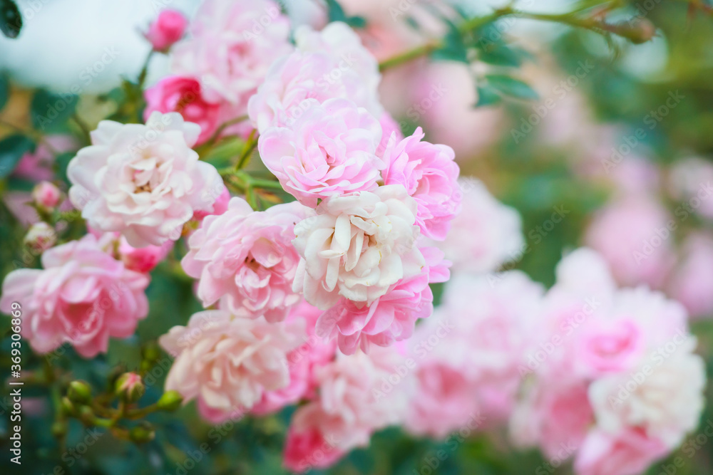 Beautiful pink roses flower in the garden Beautiful pink roses flower in the garden