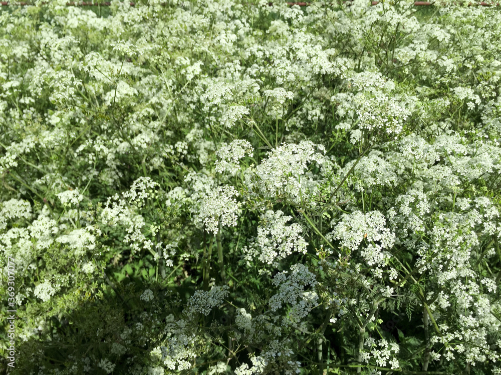 An abundance of white cow parsley flowers. Nature background. An abundance of white cow parsley flowers. Nature background.