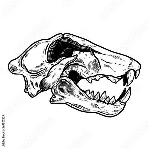 Illustration of skull of tiger in vintage monochrome style. Design element for logo, emblem, sign, poster, card, banner. Vector illustration