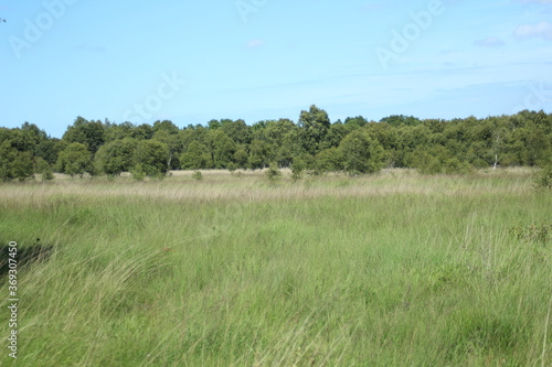 the landscape on the  Eternal Sea  in Aurich  East Frisia  Germany  in midsummer