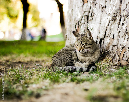 cat on the grass © Elen