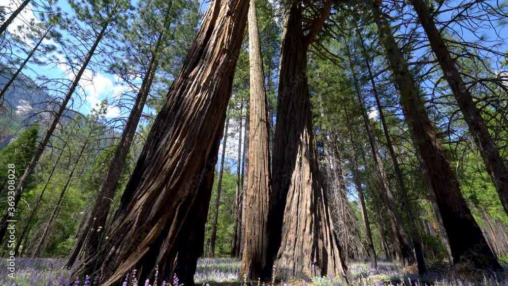 Cinematic tracking shot of lupine flowers in redwood forest at Tuolumne Meadow in Yosemite Valley, California Cinematic tracking shot of lupine flowers in redwood forest at Tuolumne Meadow in Yosemite Valley, California