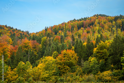 bewaldeter Hügel mit bunten Laubbäumen, blauer Himmel mit Freifläche