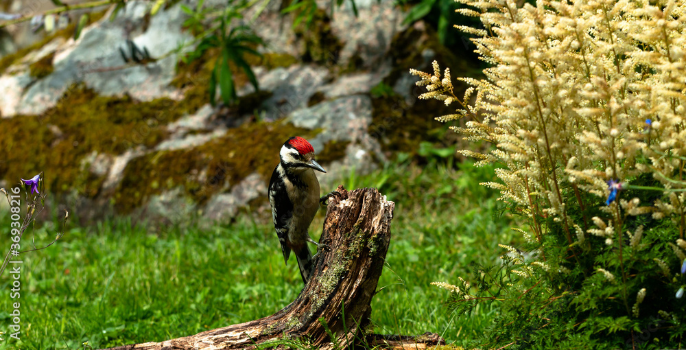 Great Spotted Woodpecker (Dendrocopos major) sits on a rotten branch and searches for food Great Spotted Woodpecker (Dendrocopos major) sits on a rotten branch and searches for food