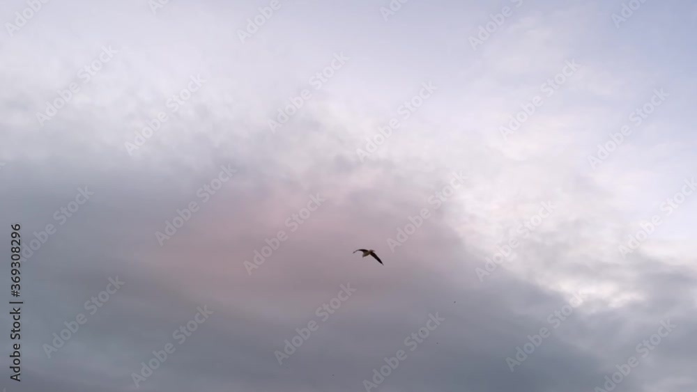 Looking up at sky where seagulls flying in slow motion Looking up at sky where seagulls flying in slow motion