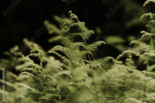 abstract fern in the forest