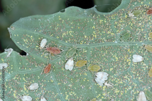 Cabbage Whitefly (Aleyrodes proletella) and green peach aphid or the peach-potato aphid (Myzus persicae) on the underside of the rapeseed leaf. photo