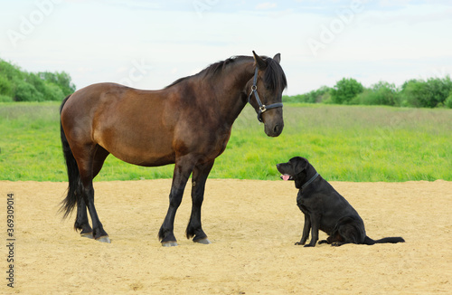Two pets are in outdoors. One horse and one dog are in the rural.