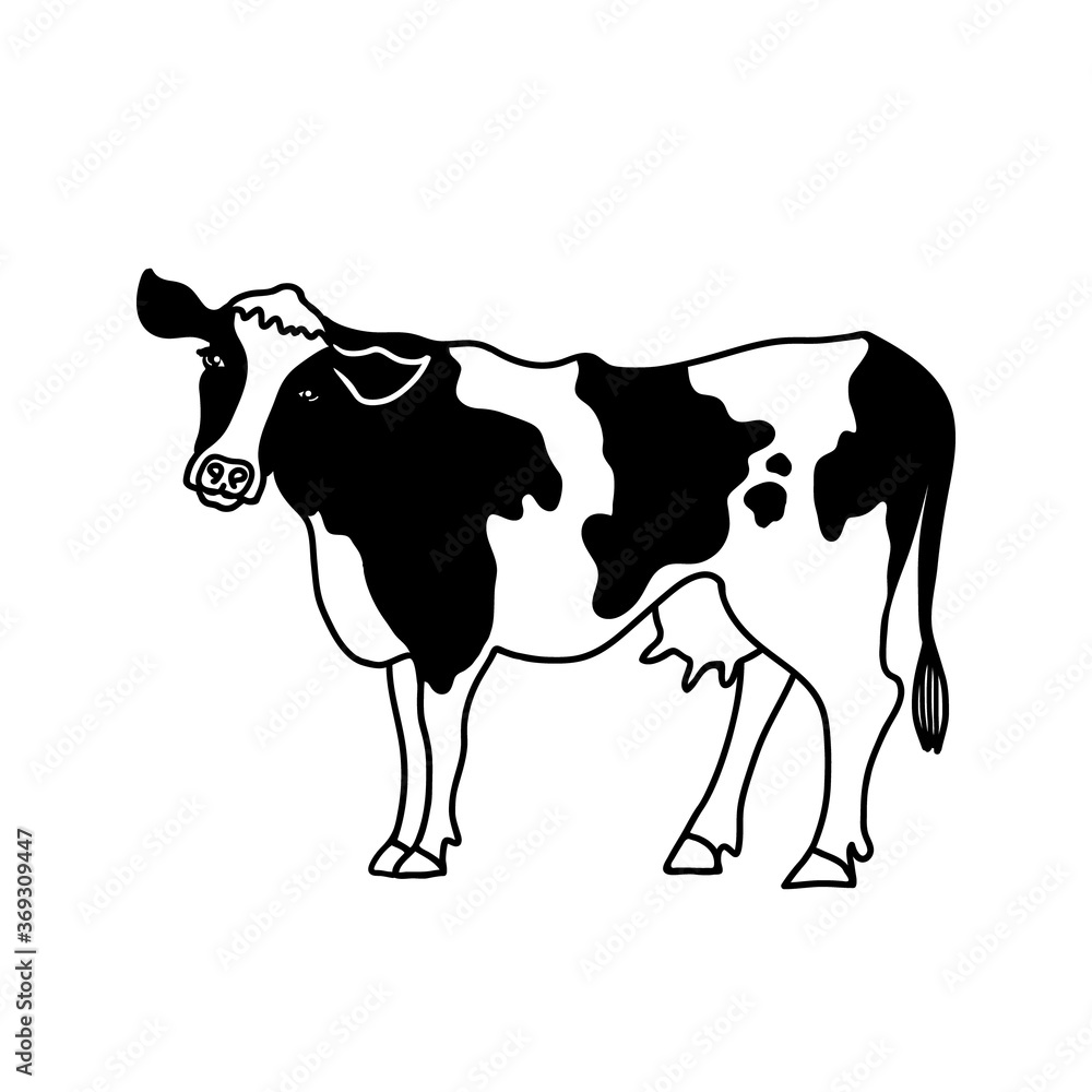 Milk cow hand drawn vector illustration, isolated on white back. Line