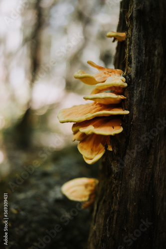 yellow mushroom on tree in forest