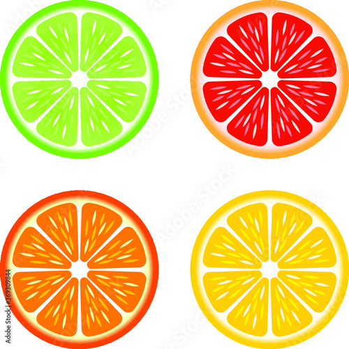Vector illustration of citrus slices