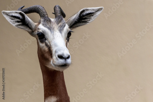Fine art portrait of a Gazelle photo