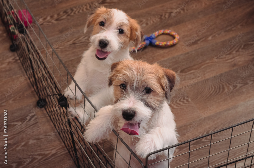Two small charming puppies of a rough-coated Jack Russell Terrier. English  hunting dog breed. Kennel of medium-sized companion dogs. Stock Photo |  Adobe Stock