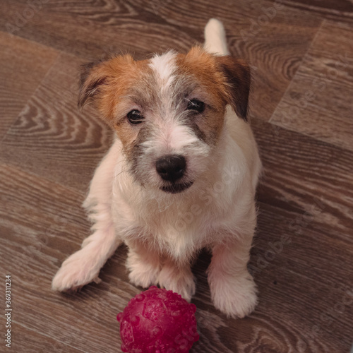 One small charming puppy of a rough-coated Jack Russell Terrier. The Jack Russell puppy is sitting on the floor, with its toy next to it.