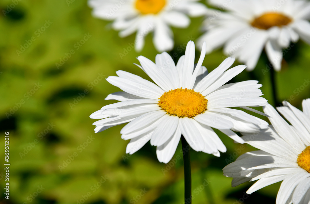 Fototapeta premium Large white daisies stock images. Beautiful daisy stock images. Large daisy on a fresh green background