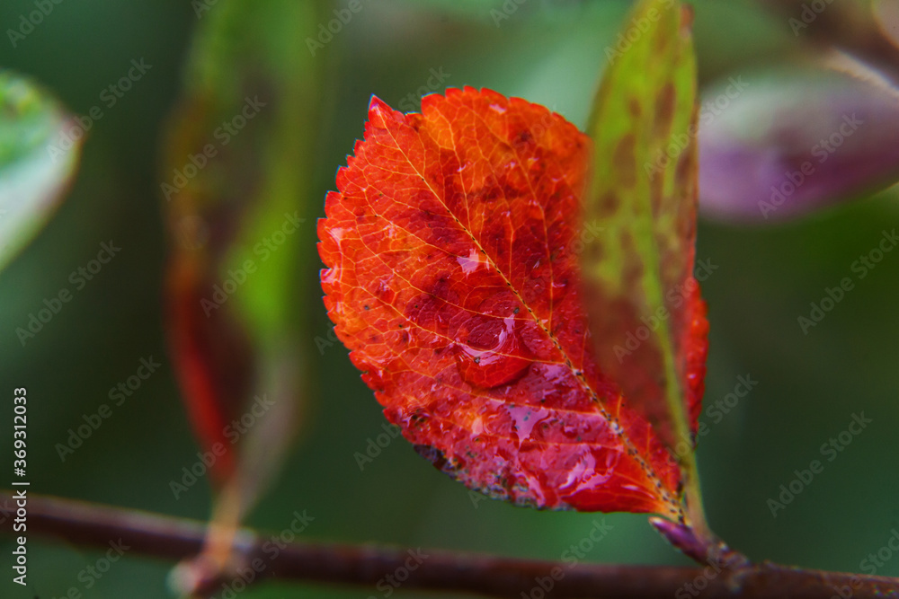 Closeup natural autumn fall view of red orange leaf on blurred background in garden or park, selective focus. Inspirational nature october or september wallpaper. Change of seasons concept Closeup natural autumn fall view of red orange leaf on blurred background in garden or park, selective focus. Inspirational nature october or september wallpaper. Change of seasons concept