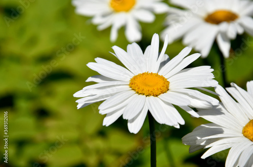 Large white daisies stock images. Beautiful daisy stock images. Large daisy on a fresh green background