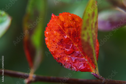 Closeup natural autumn fall view of red orange leaf on blurred background in garden or park, selective focus. Inspirational nature october or september wallpaper. Change of seasons concept