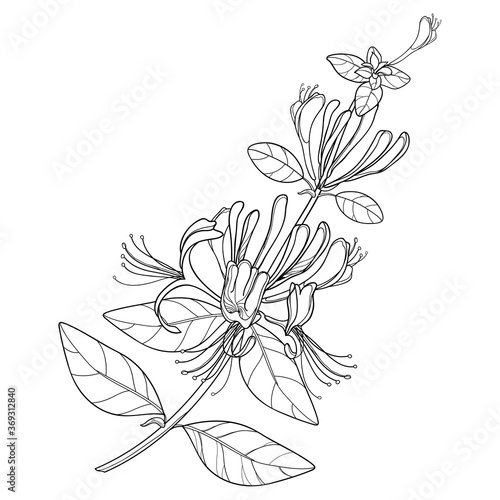 Branch of outline Lonicera or Japanese Honeysuckle with flower, bud and leaf in black isolated on white background.